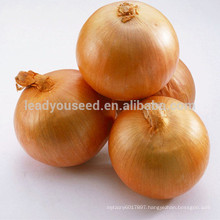 NON03 Xiai high yield yellow onion seeds